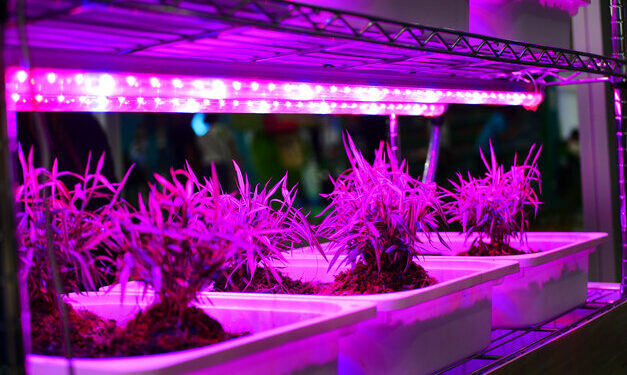 Lampade per Piante Crescita E27 50W Serra Grow Light Faretto per Crescita Coltivazione Piante Interno Spettro Completo Luci per piante