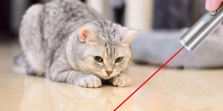 gatto gioca con laser rosso