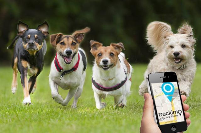 cani con collare gps tracciati con app per smartphone