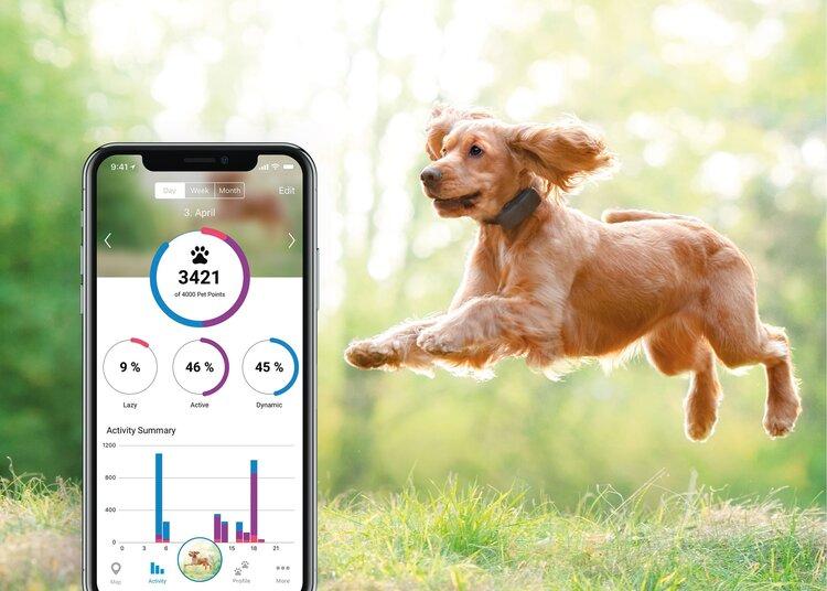 cane salta con gps al collare e app per smartphone