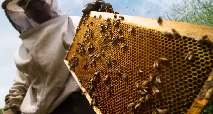 apicoltore professionista maneggia alveare di 3bee