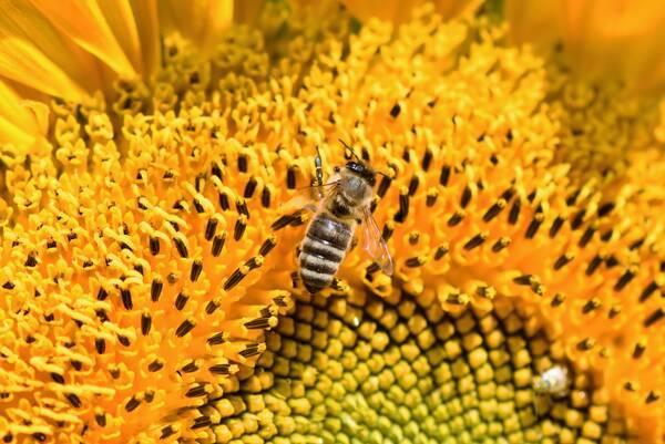 3Bee_Adotta un alveare ape su fiore