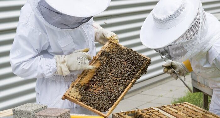 adotta un alveare degli apicoltori amici di 3bee
