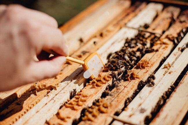 apicoltore controlla le api e gli dà da mangiare sotto il controllo di 3Bee